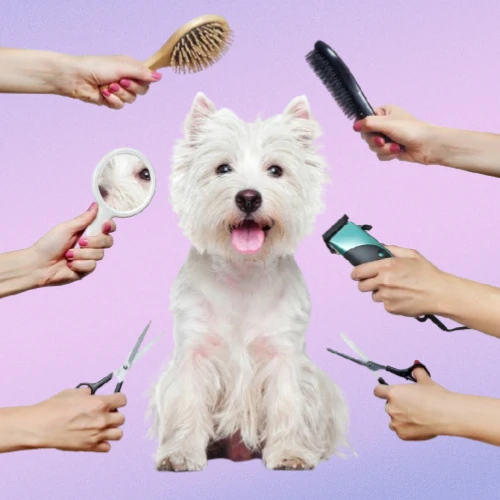 Pets Care