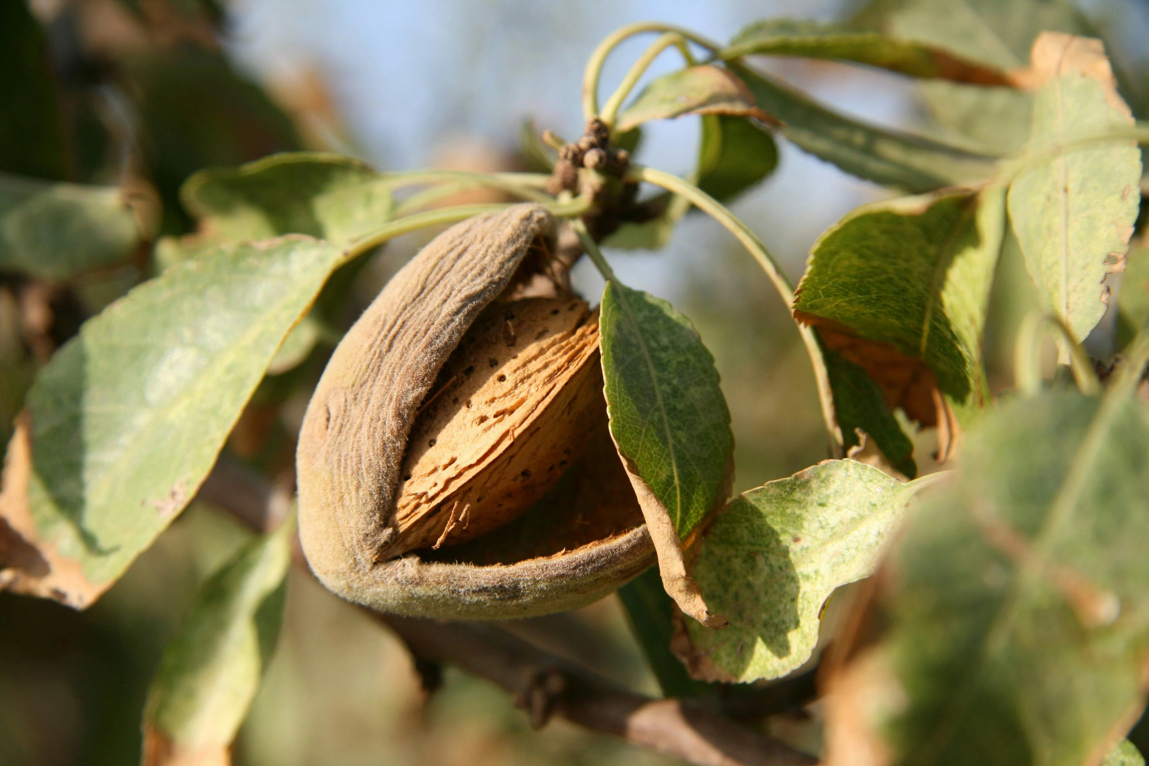 Almonds Without Shell